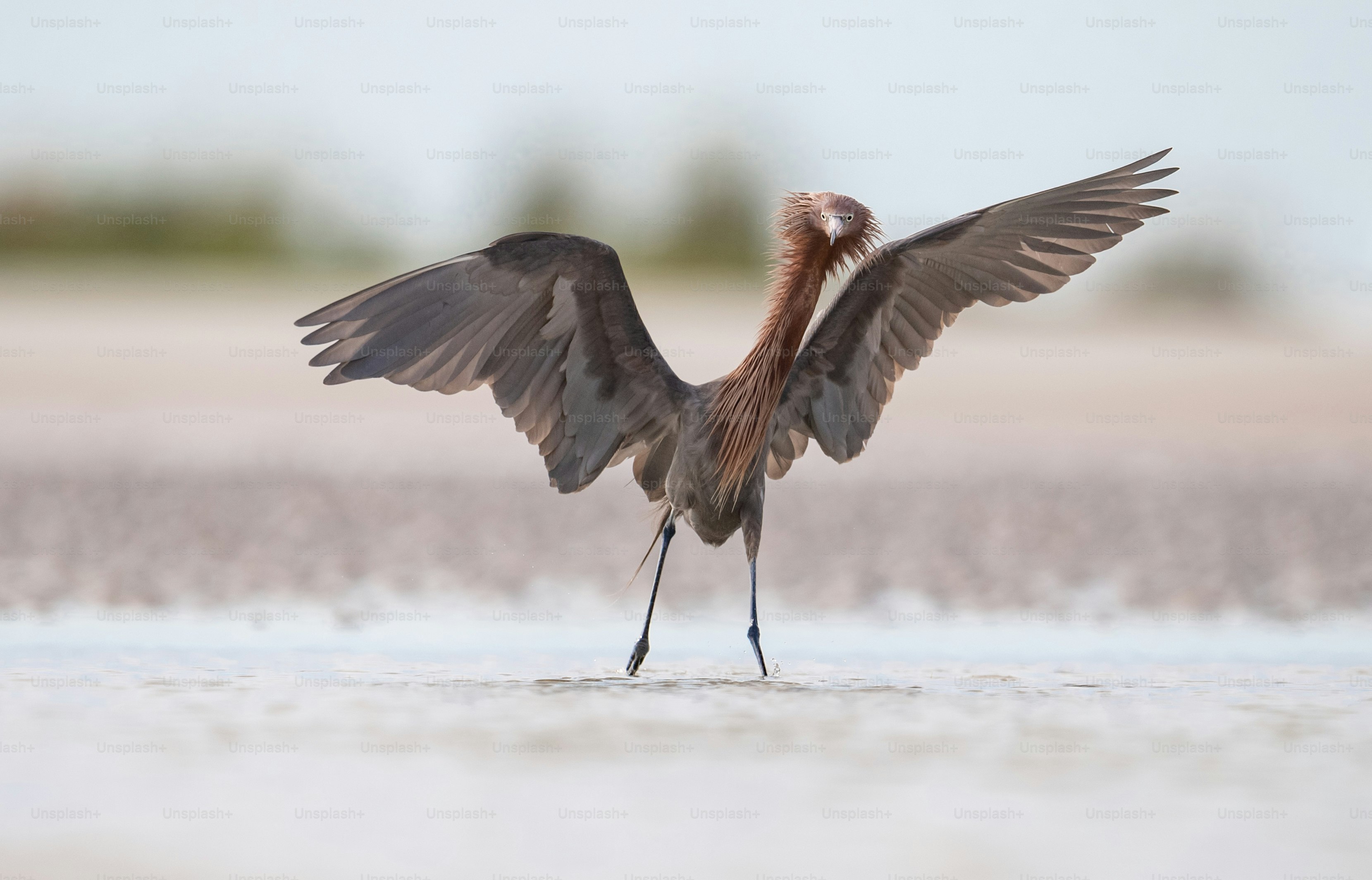 Garceta rojiza en el norte de Florida