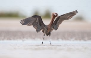 Reddish egret in Northern Florida