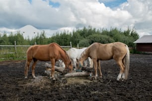 Three young purebred mares standing by wooden trough and eating at rancho or field on summer day