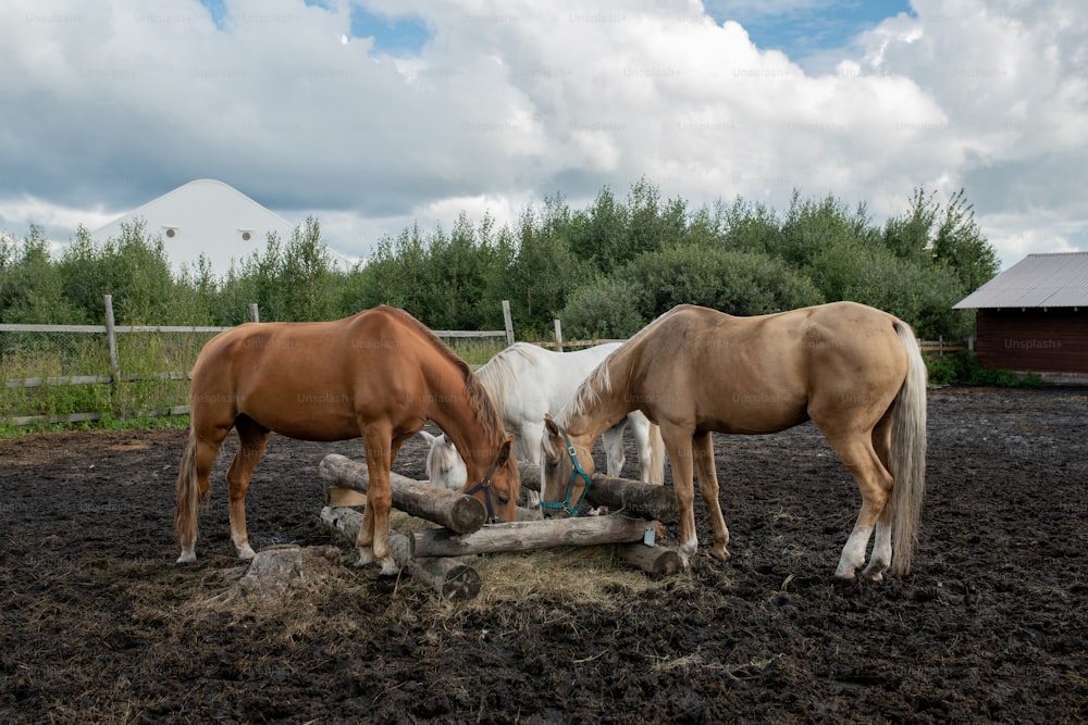 Three young purebred mares standing by wooden trough and eating at rancho or field on summer day