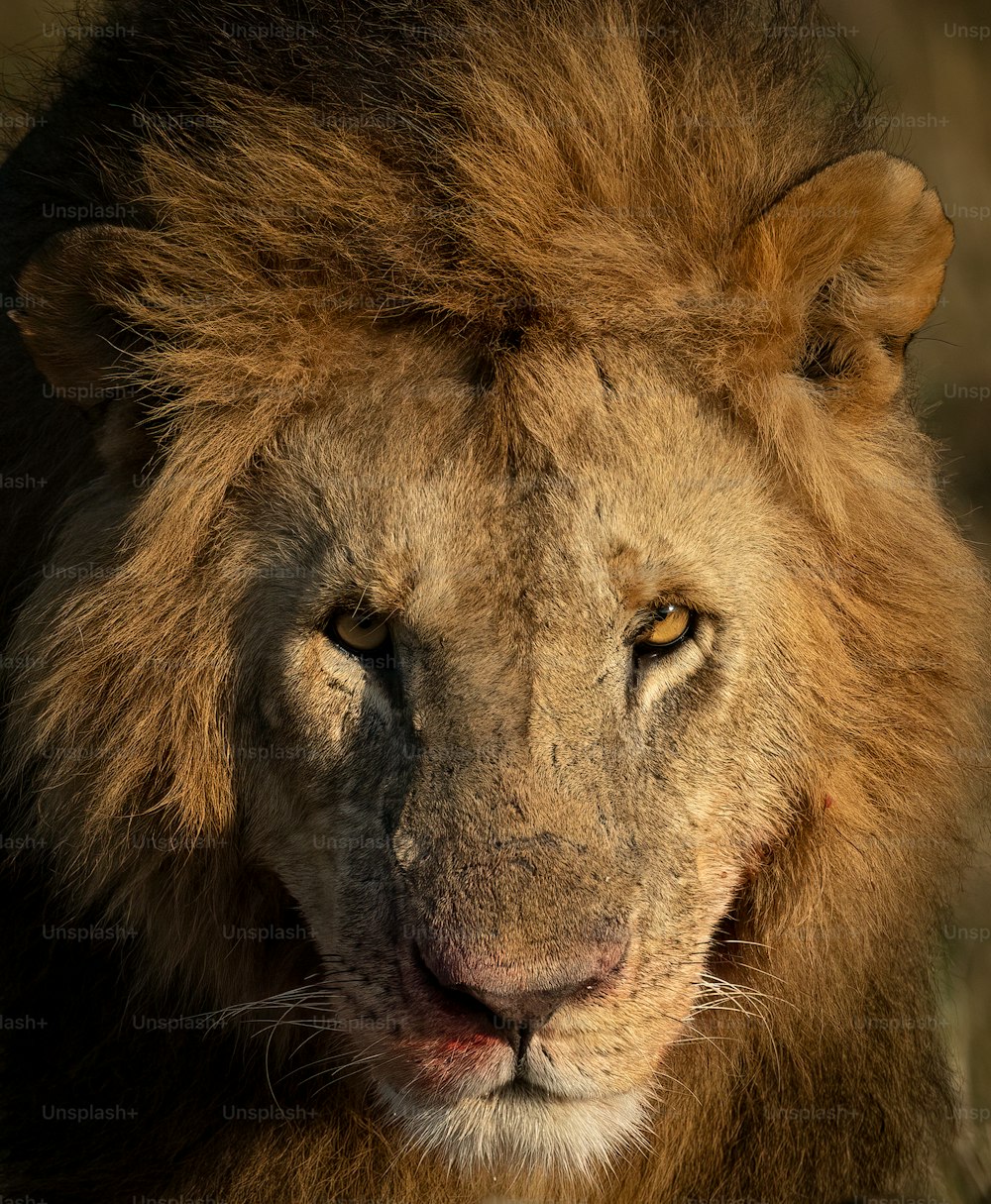 A lion portrait in the Maasai Mara, Africa