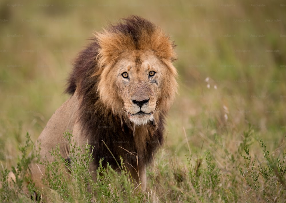 A lion portrait in the Maasai Mara, Africa