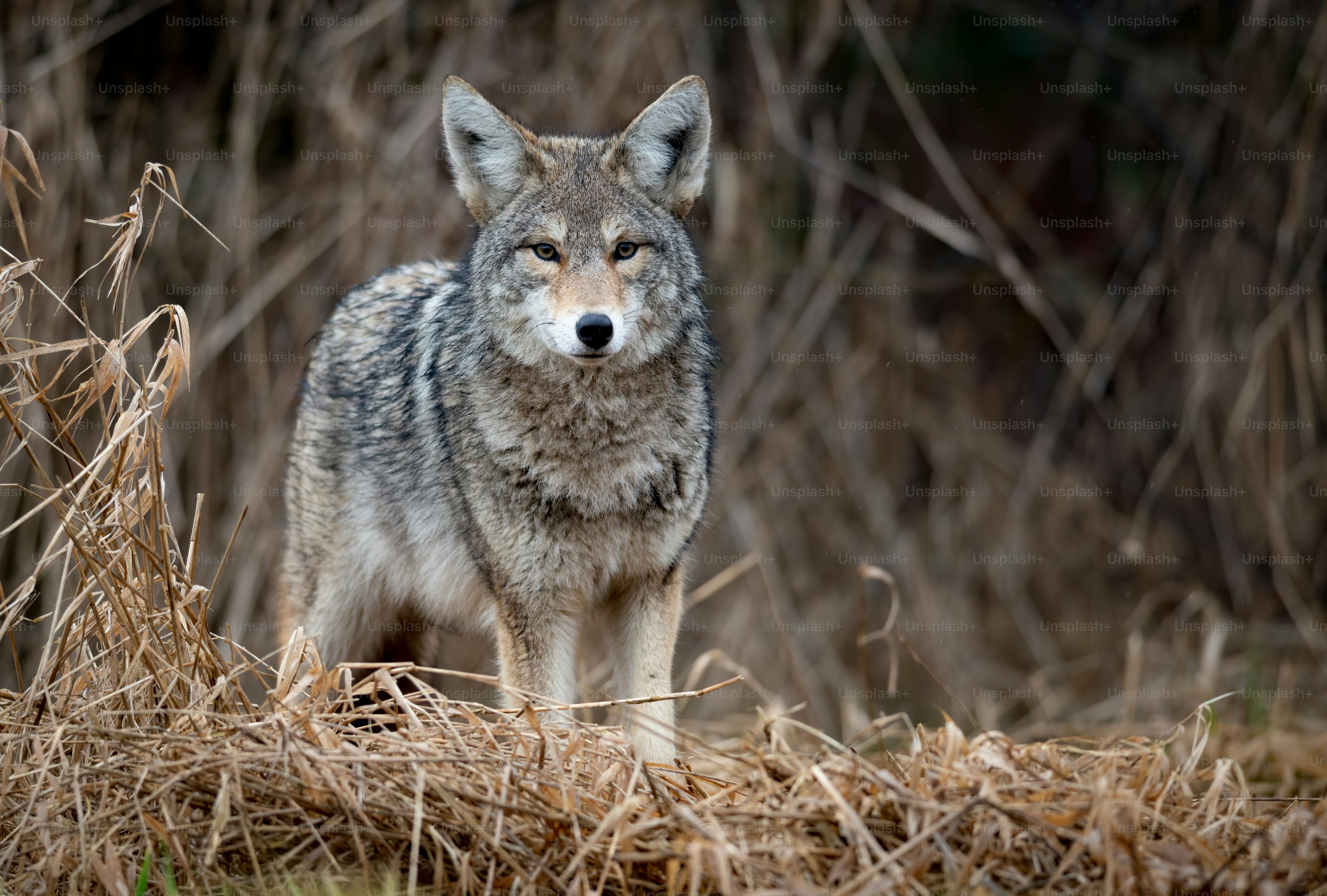 A coyote in Banff, Canada.