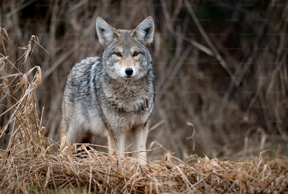 Un coyote à Banff, au Canada.