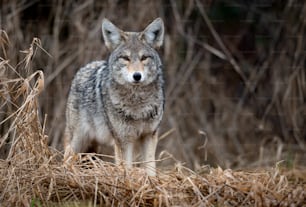 A coyote in Banff, Canada.