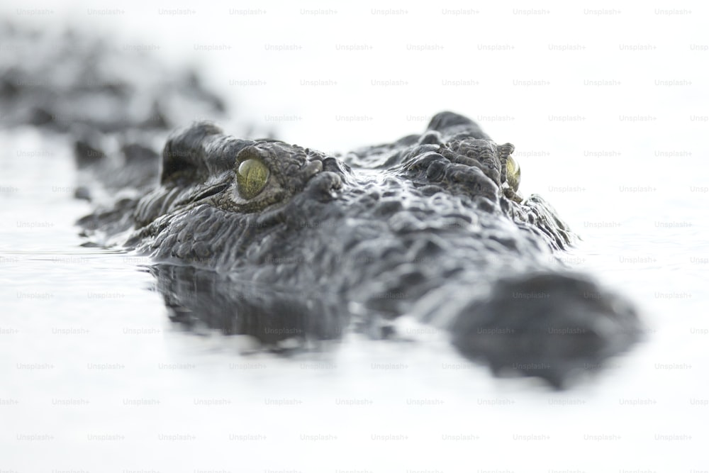 Krokodil schwimmt im Wasser.