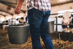 Close up de agricultor caucasiano andando em fazenda leiteira e segurando baldes com leite fresco.