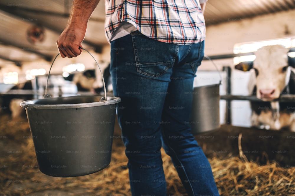 Close up de agricultor caucasiano andando em fazenda leiteira e segurando baldes com leite fresco.