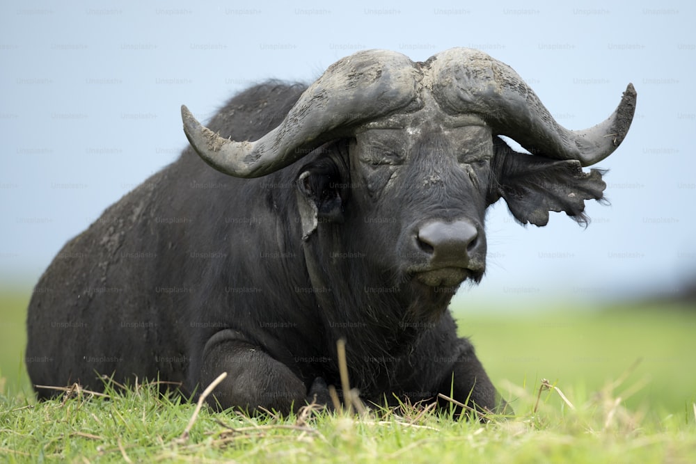 Large male buffalo