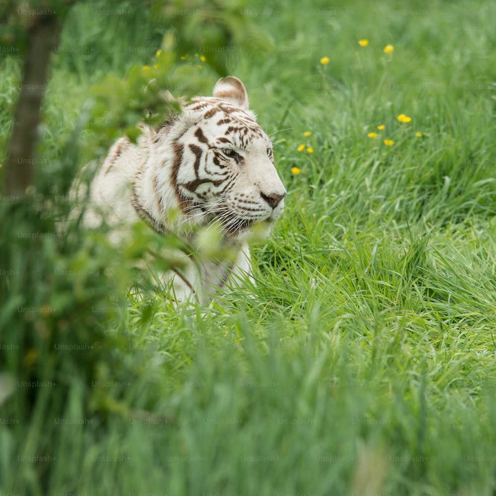 Splendida immagine ritratto della tigre bianca ibrida Panthera Tigris in un paesaggio vibrante e fogliame