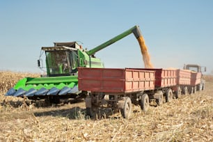Carga de grano de maíz en el remolque del tractor