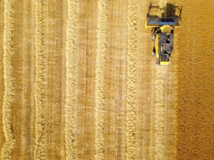 Aerial view of professional combine harvester machine in the wheat field.