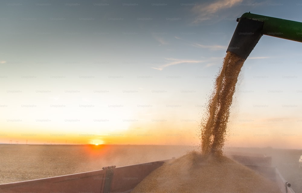 Verser du grain de maïs dans une remorque de tracteur après la récolte au champ