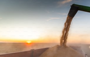 Verter grano de maíz en el remolque del tractor después de la cosecha en el campo