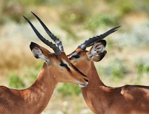 Due impala maschi dalla faccia nera fotografati in Namibia