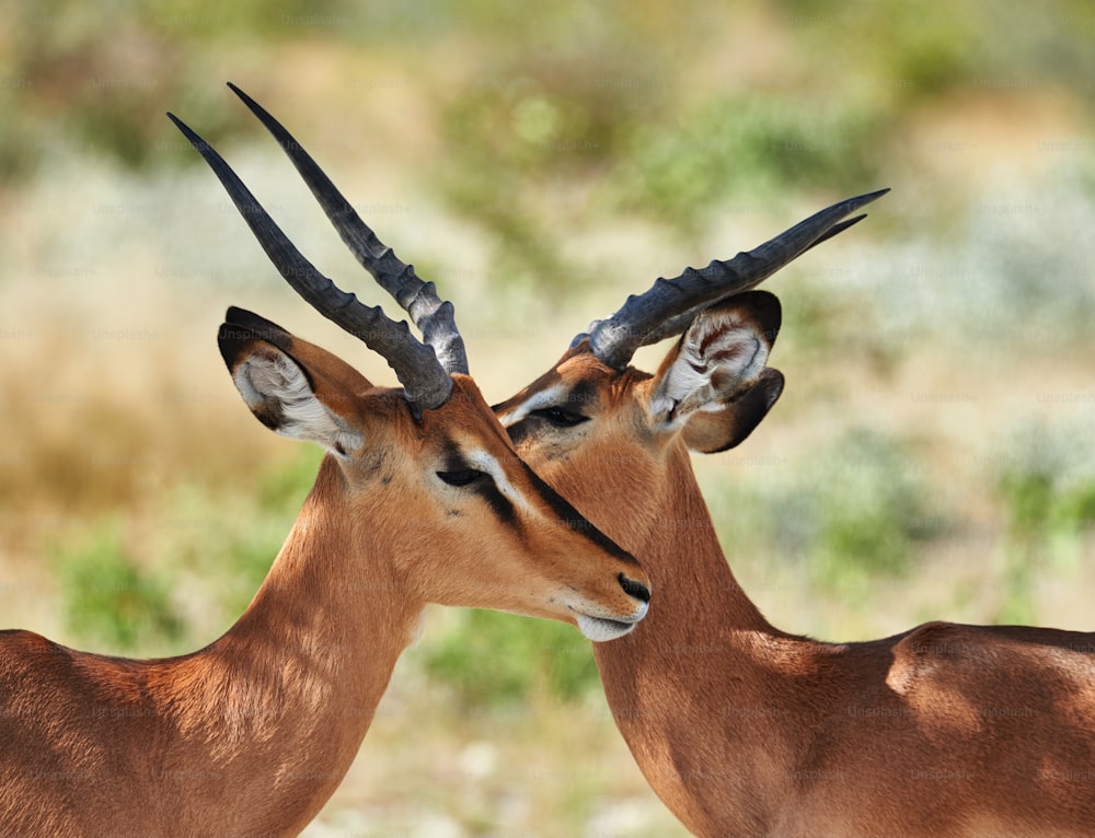 Two male black faced impala photographed in Namibia