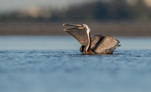 Pelican portrait in Florida