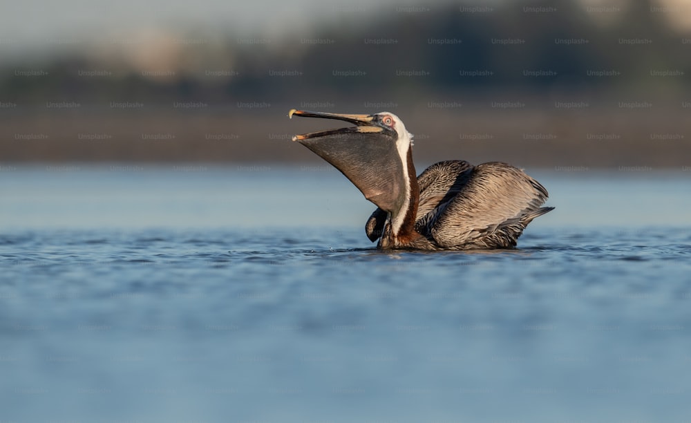 Retrato do pelicano na Flórida