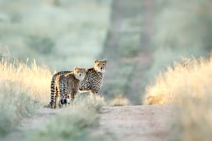 Two Cheetah in last light of day