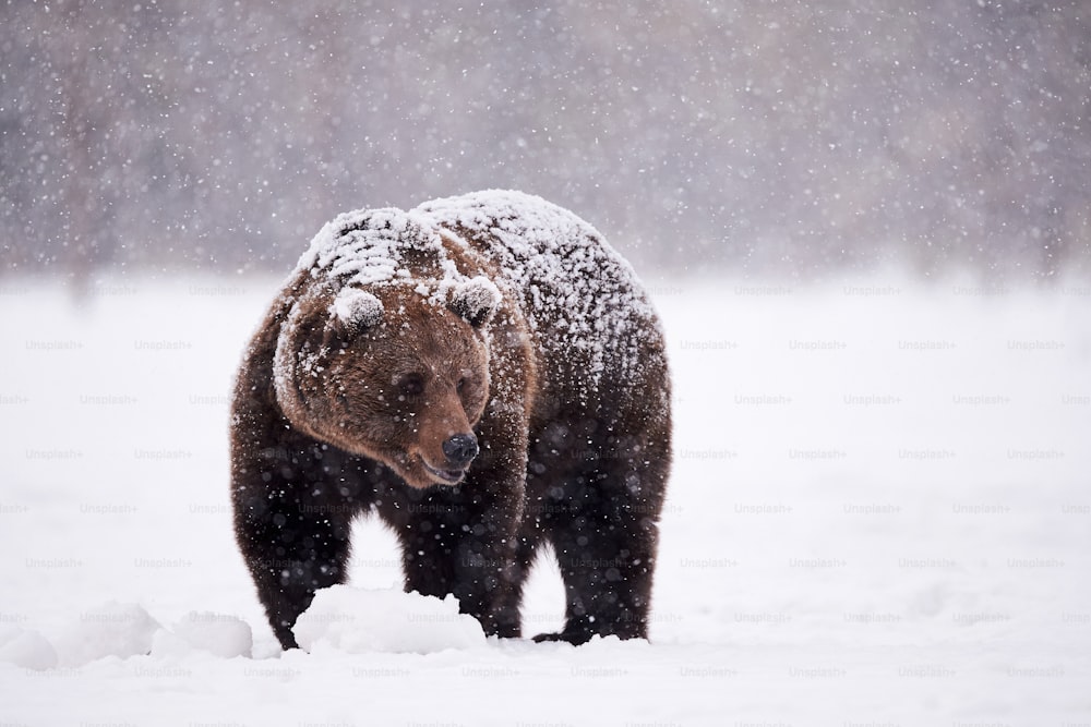 belo urso pardo andando na neve na Finlândia enquanto desce uma forte queda de neve