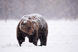 hermoso oso pardo caminando en la nieve en Finlandia mientras desciende una fuerte nevada