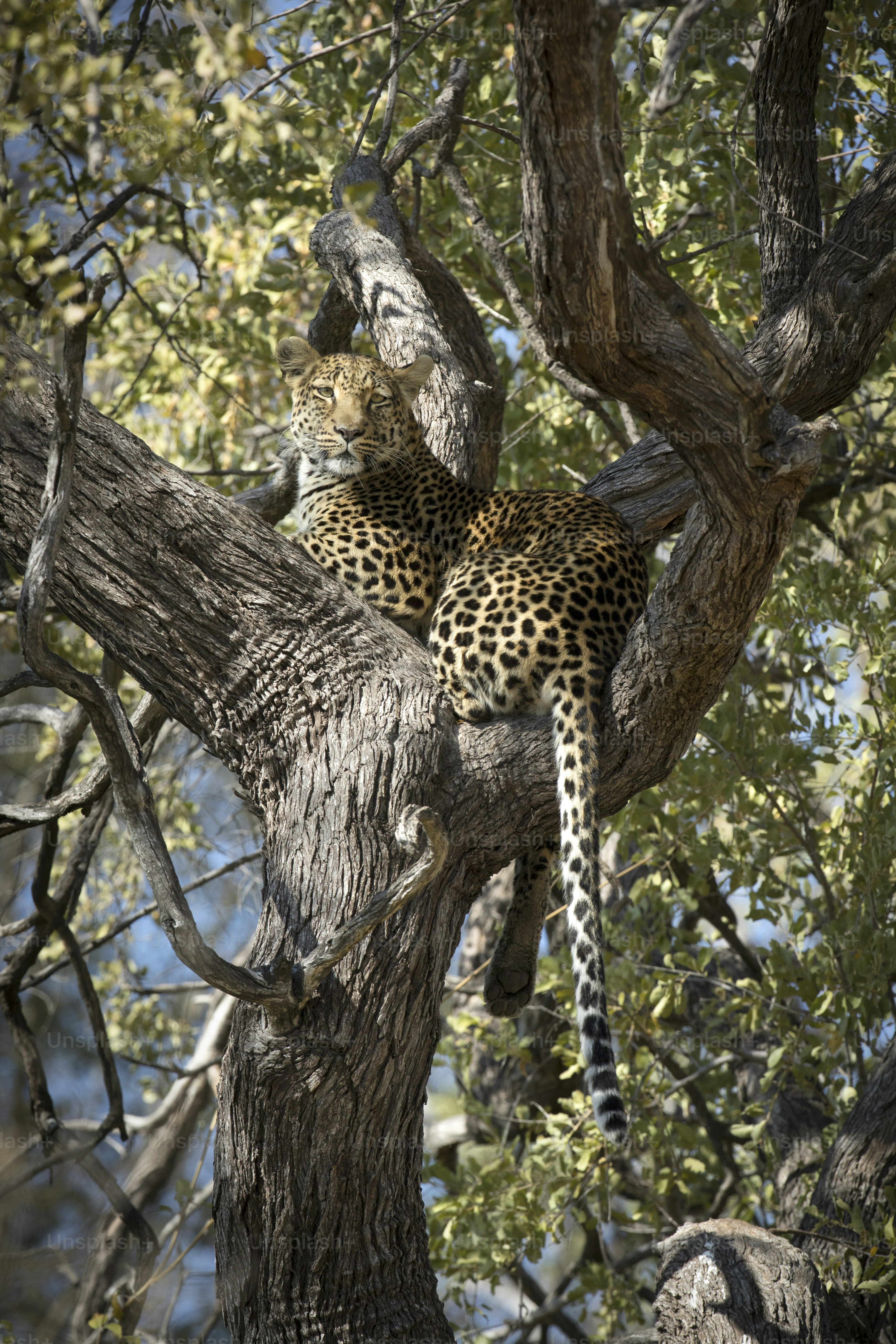 A Leopard in Chobe National Park, Botswana. photo – Spotted Image on ...