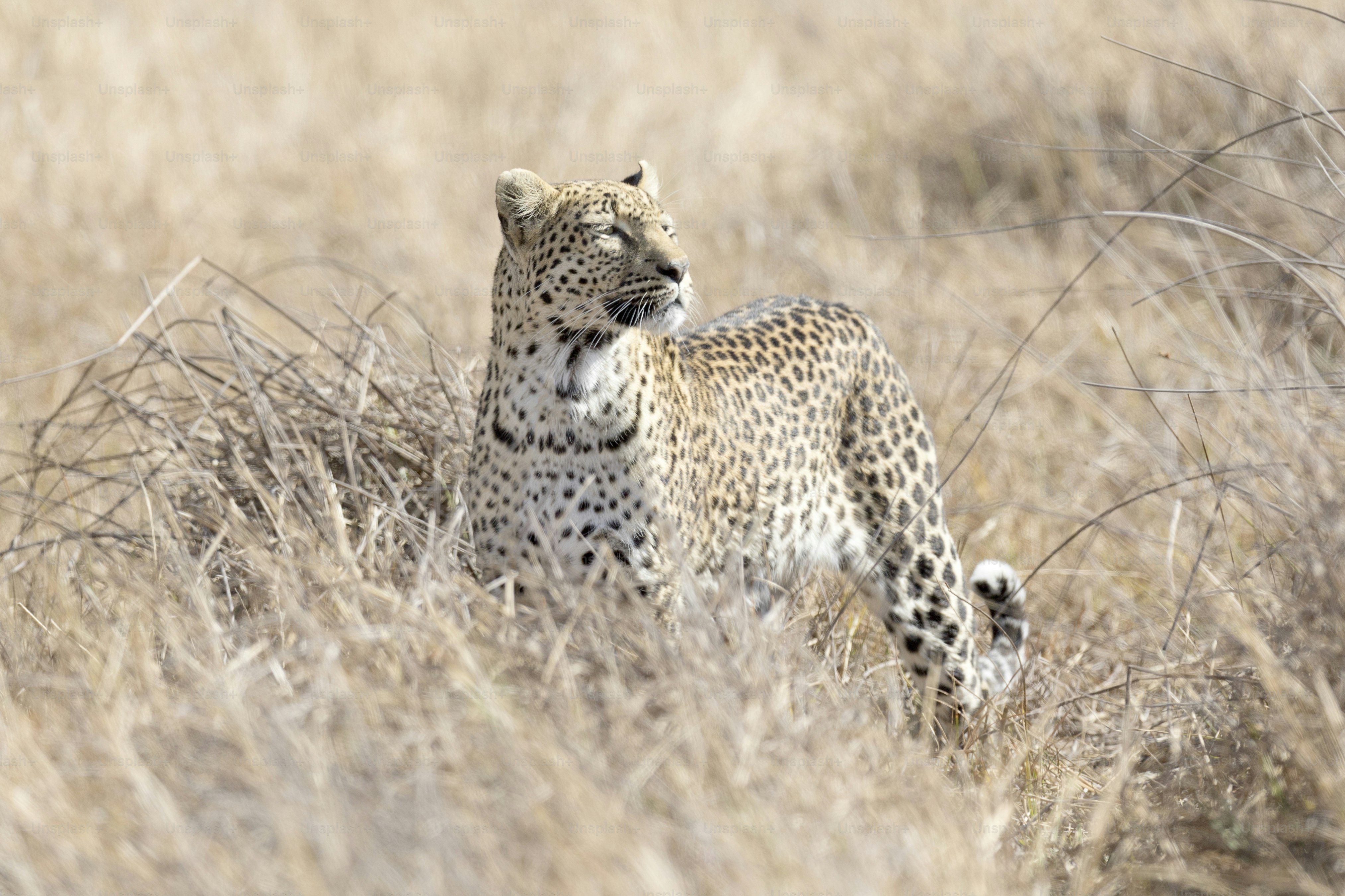 A Leopard in Chobe National Park, Botswana. photo – Hiding Image on ...