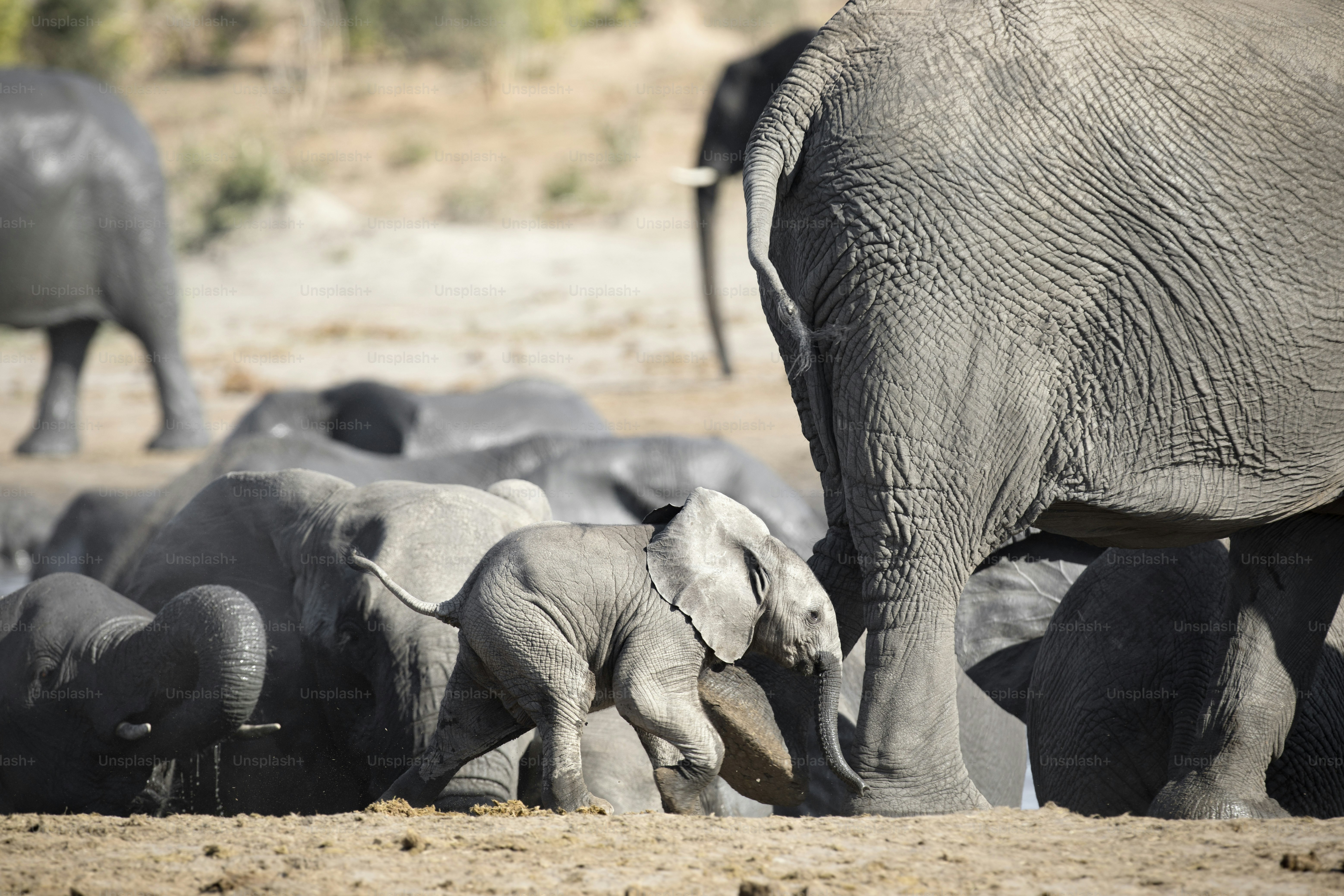 Ein junges Elefantenkalb spielt in der Nähe seiner Herde im Etosha Nationalpark, Namibia