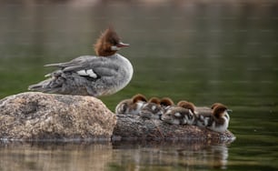 Common Merganser Portrait in Maine