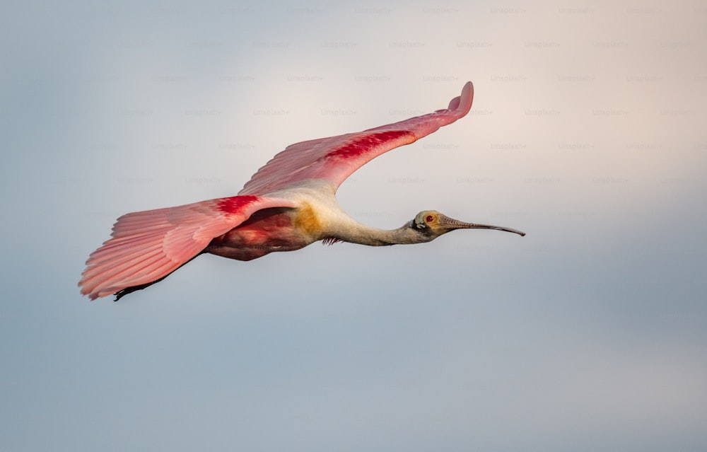 Roseate Spoonbill in Florida