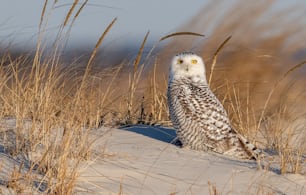 A Snowy Owl in New Jersey