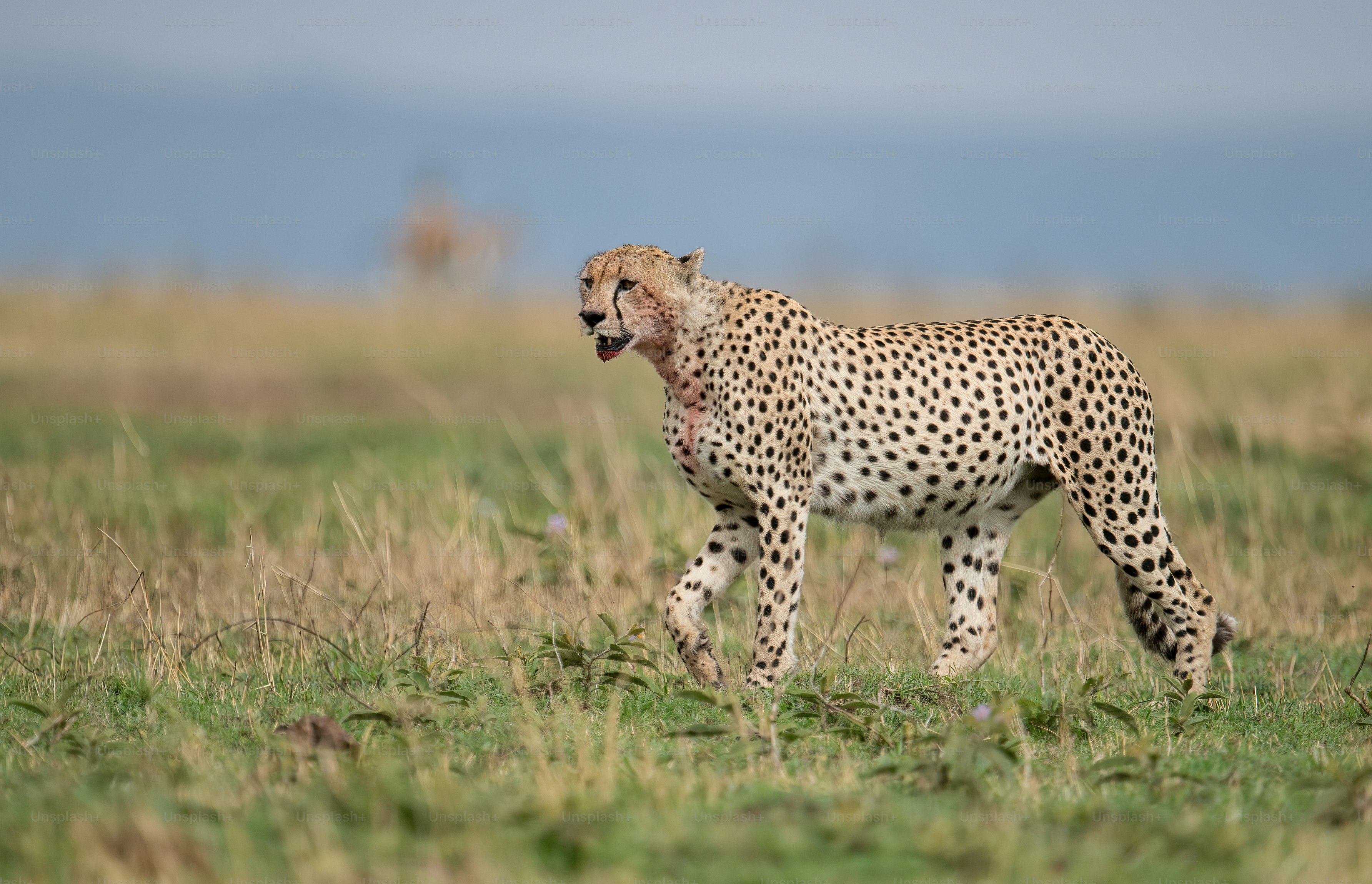 Un guepardo en el Mara, África