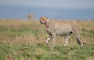 Un ghepardo nel Mara, Africa