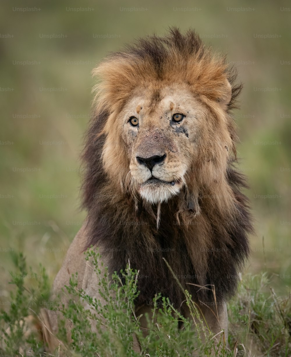 Ein Löwenporträt in der Massai Mara, Afrika