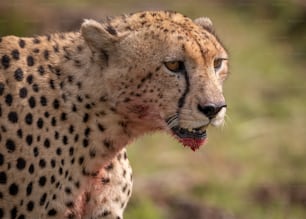 A cheetah in the Mara, Africa