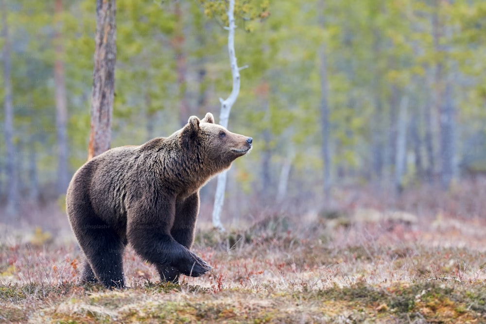 Wild brown bear walking in the taiga in late winter