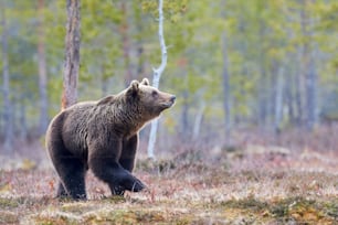 Wilder Braunbär wandert im Spätwinter in der Taiga
