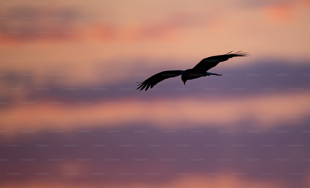 A snail kite in southern Florida