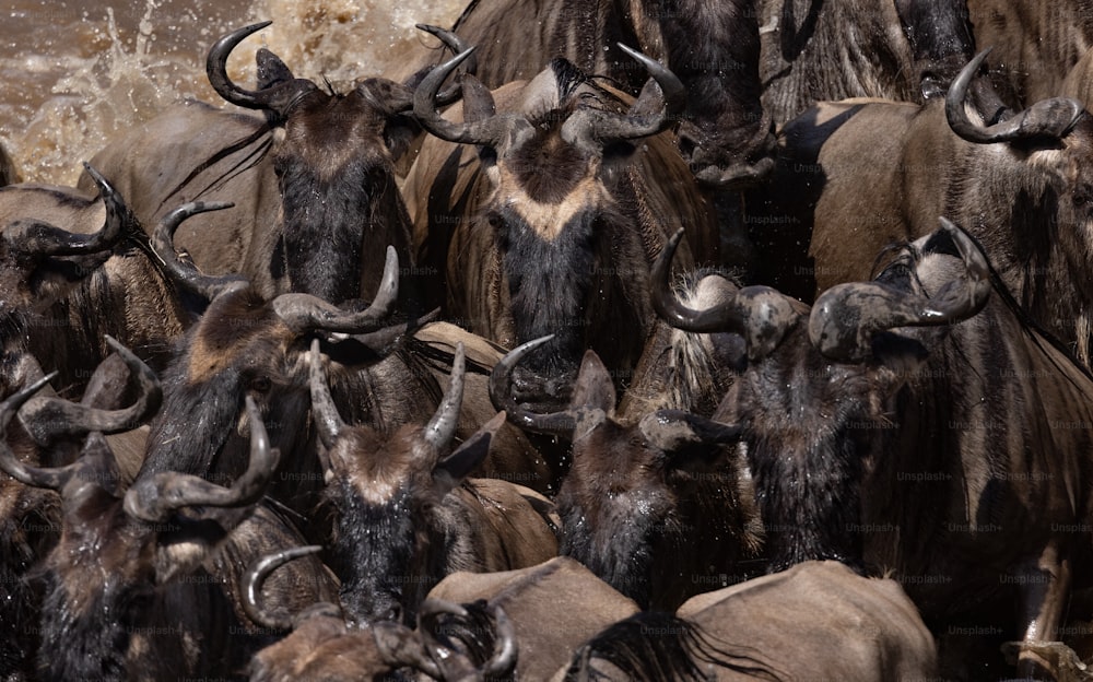 The wildebeest migration in Africa