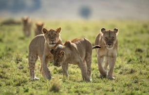 A lion portrait in the Maasai Mara, Africa