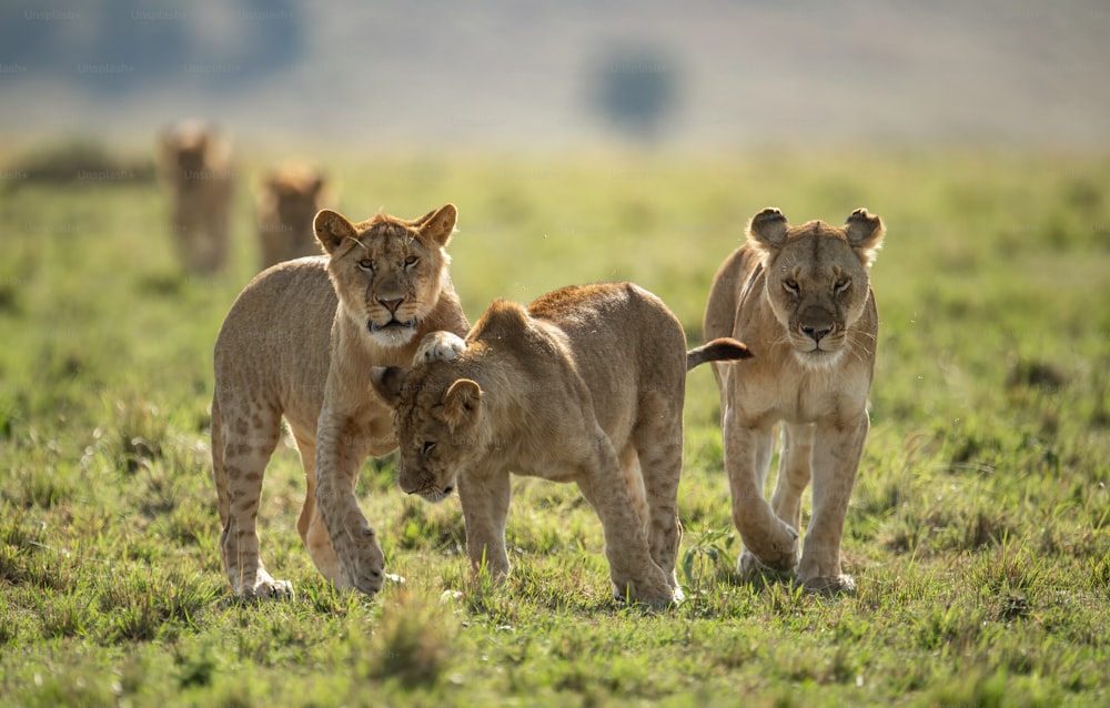 Ein Löwenporträt in der Massai Mara, Afrika