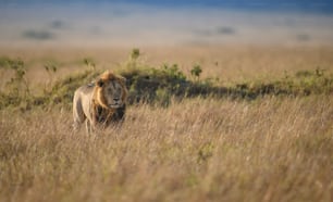 Un ritratto di leone nel Masai Mara, Africa