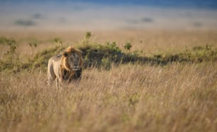 Retrato de un león en el Masai Mara, África