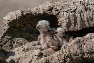 Two Baby Burrowing owls (Athene cunicularia) perched outside its burrow. Two juvenile Burrowing owls on the ground in front of their burrow.  Two cute owlets.