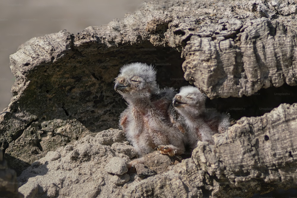 Two Baby Burrowing owls (Athene cunicularia) perched outside its burrow. Two juvenile Burrowing owls on the ground in front of their burrow.  Two cute owlets.