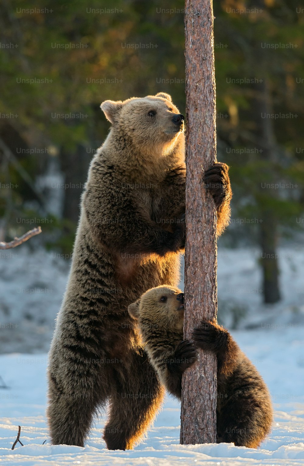 Bear and cub. Brown bears stands on its hind legs by a pine tree in winter forest at sunset light. Scientific name: Ursus arctos. Natural habitat. Winter season."n