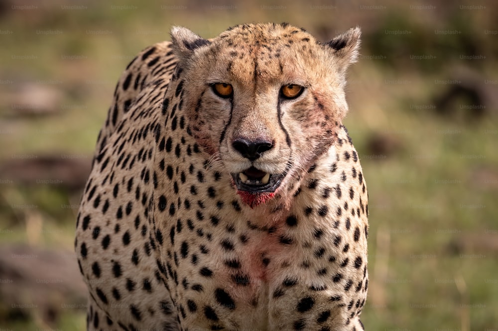 Ein Gepard in der Mara, Afrika