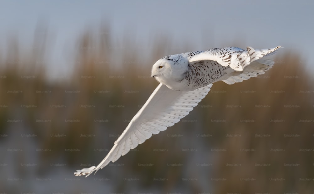A Snowy Owl in New Jersey