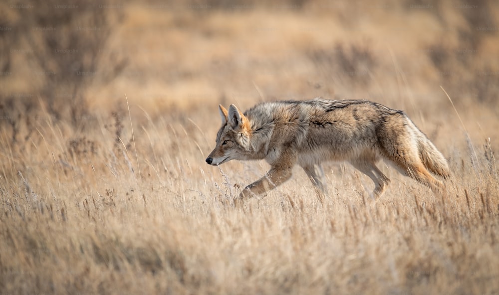 A coyote in Banff, Canada.