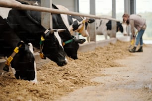 Herd of black and white cows in collars standing in row and eating hay in livestock stall